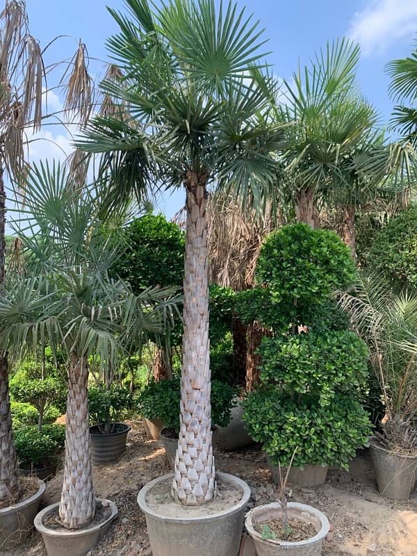 Copernicia palm / کاپر نیشیا پام 1