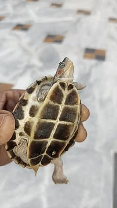 Turtle