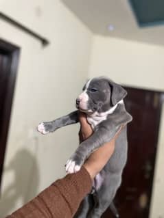 Pitbull Puppies