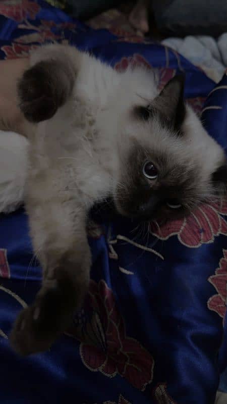 Himalayan cat in exchange with small kittens 2