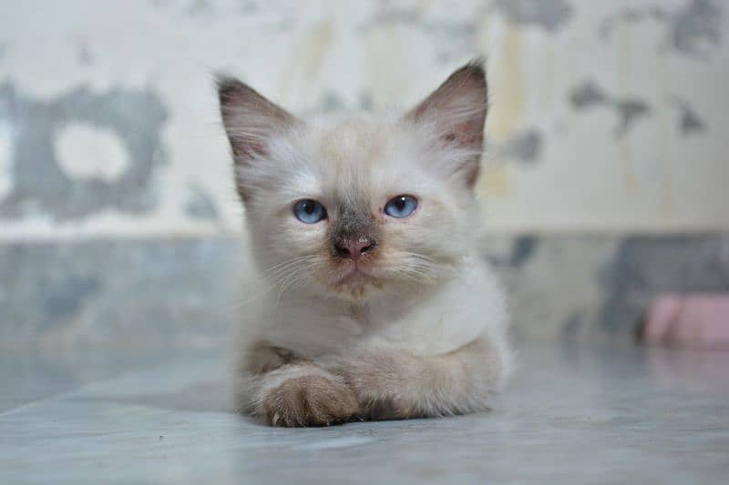 Himalayan cat in exchange with small kittens 3