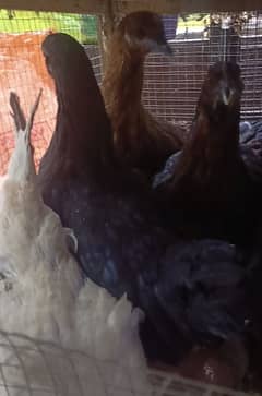 5 Month daisi hen