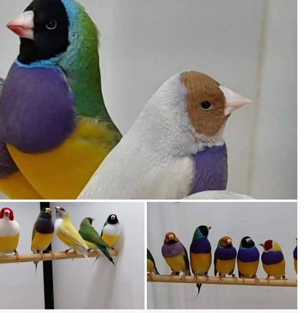 Lady Gouldian Breeding Pair 6