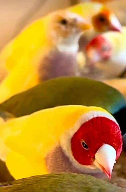 Lady Gouldian Breeding Pair 11