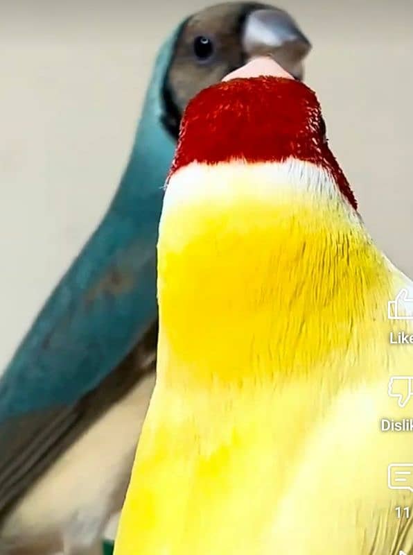 Lady Gouldian Breeding Pair 12