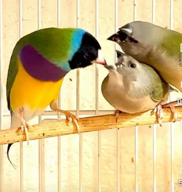 Lady Gouldian Breeding Pair 13