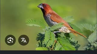 munia finch available 1500 pair