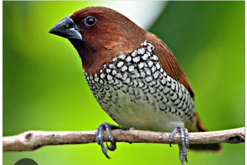 munia finch available 1500 pair 3