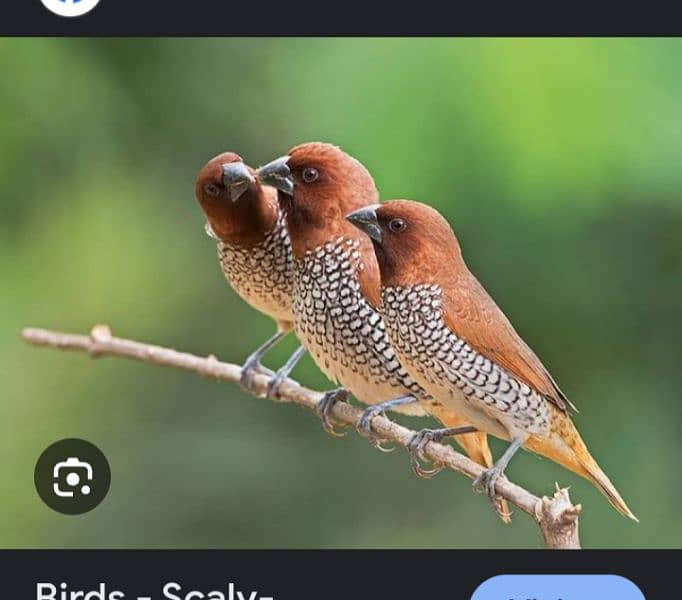 munia finch available 1500 pair 4