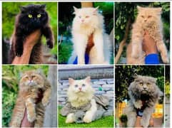 all colour ki cat sale k lye available hy