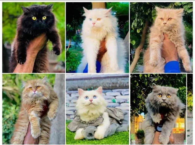 all colour ki cat sale k lye available hy 0