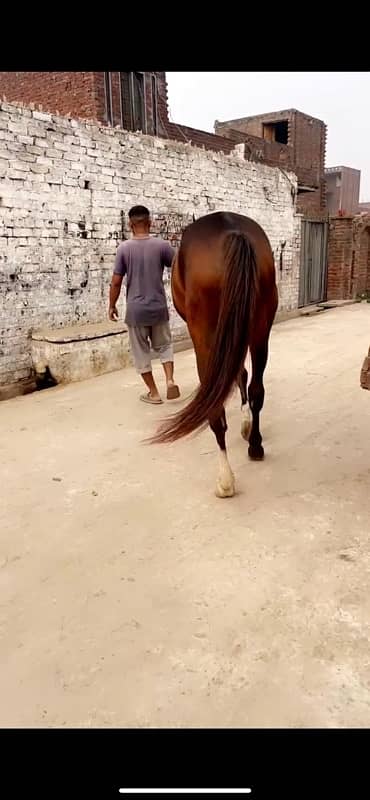 Kumait Punj Kaliyan horse male 1