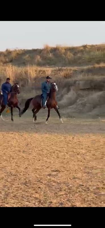 Kumait Punj Kaliyan horse male 2