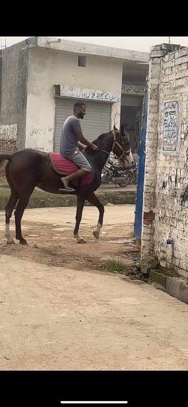 Kumait Punj Kaliyan horse male 3