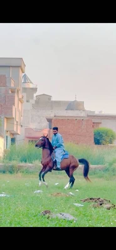 Kumait Punj Kaliyan horse male 4