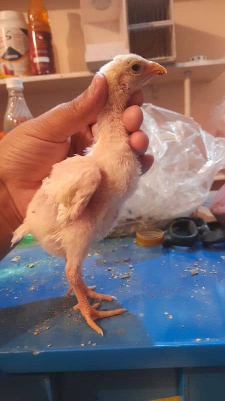 imported aseel shamo chick's 8