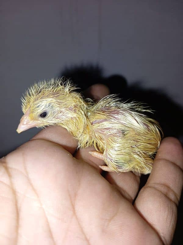 imported aseel shamo chick's 9