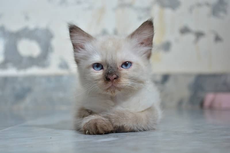 himalayn breed male cat double coat urgent sale 0