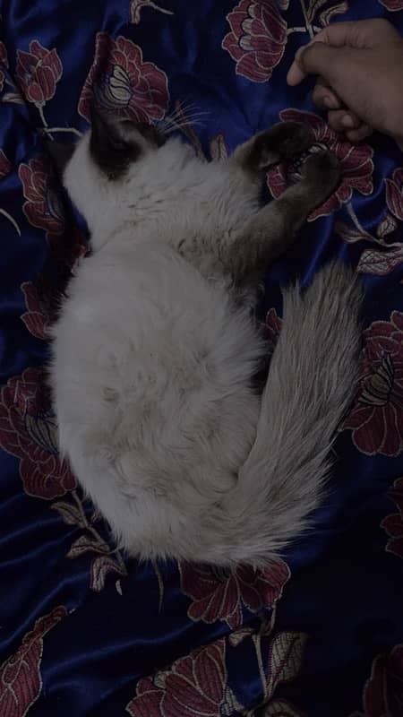 himalayn breed male cat double coat urgent sale 1