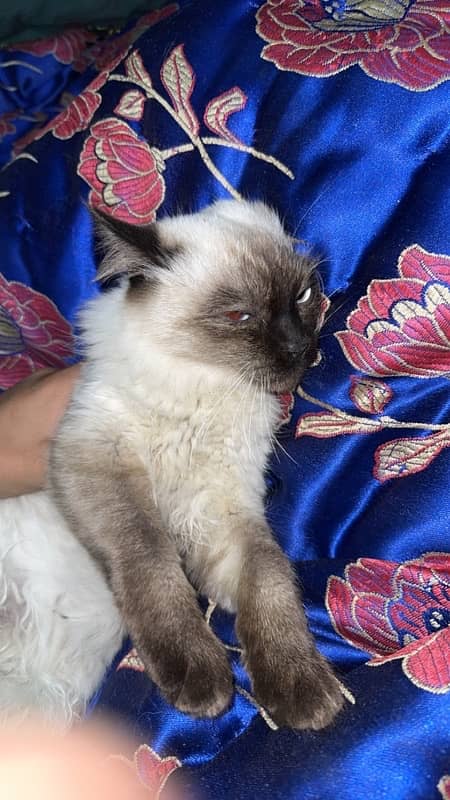 himalayn breed male cat double coat urgent sale 3