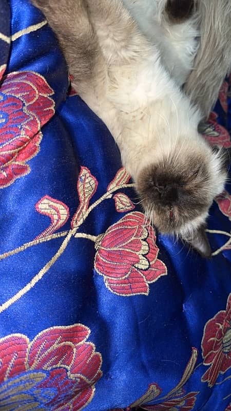 himalayn breed male cat double coat urgent sale 4