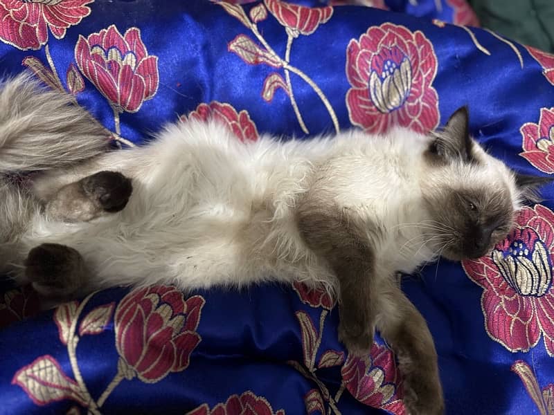 himalayn breed male cat double coat urgent sale 5