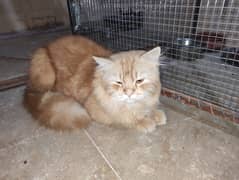 persian cat