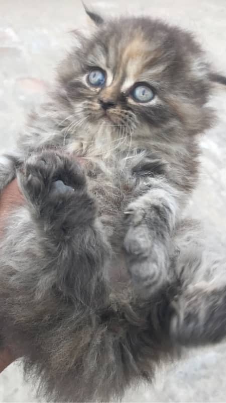 Blue Eye high quality kittens For sale(cash on delivery) 0