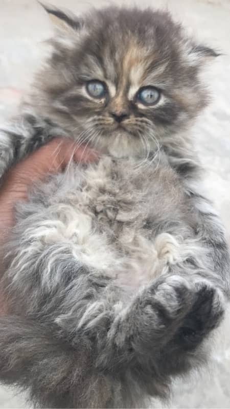 Blue Eye high quality kittens For sale(cash on delivery) 1