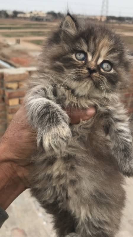 Blue Eye high quality kittens For sale(cash on delivery) 12