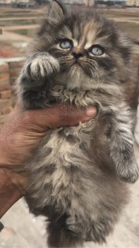 Blue Eye high quality kittens For sale(cash on delivery) 13