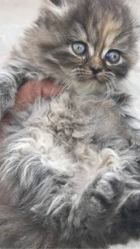 Blue Eye high quality kittens For sale(cash on delivery) 14