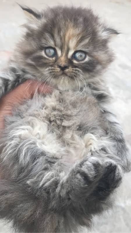 Blue Eye high quality kittens For sale(cash on delivery) 15