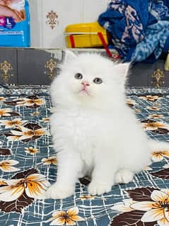 white Persian kitten| Triple long coat|punch Face|cat babies