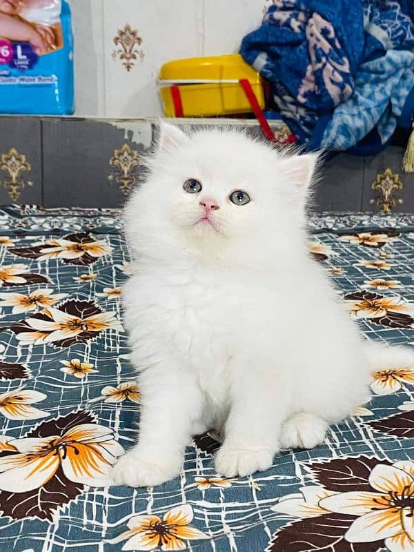 white Persian kittens| Triple long coated | punch Face|cat babies sale 5