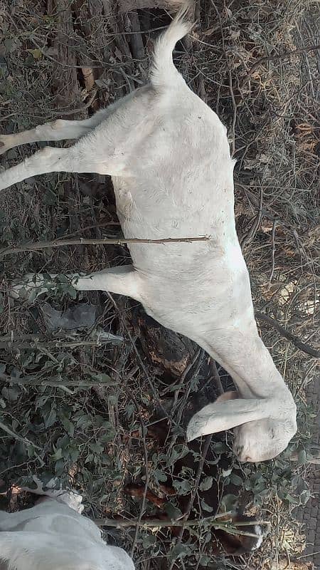 rajan puri , betal bakri , gulabhi goats 1