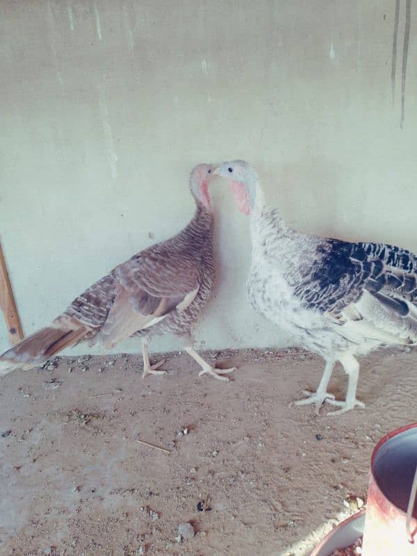 turkey female egg laying 0