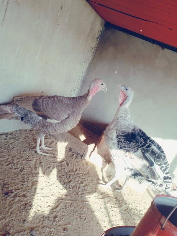 turkey female egg laying 1