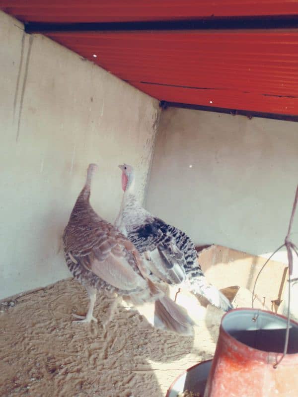 turkey female egg laying 2