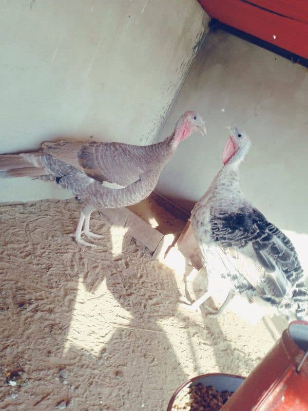 turkey female egg laying 3