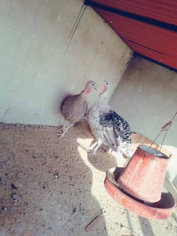 turkey female egg laying 4