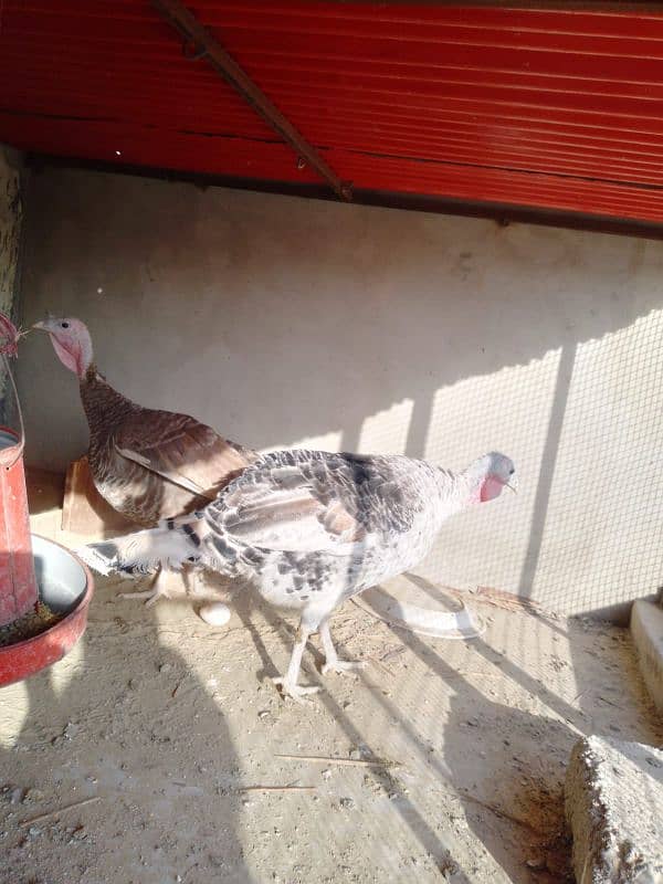 turkey female egg laying 5