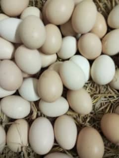 Desi Eggs are available