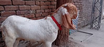 Makhi cheena male /Male goat/bakra/بکرا