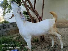 ghabn goats for sale