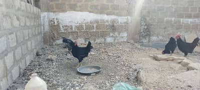 Australorp