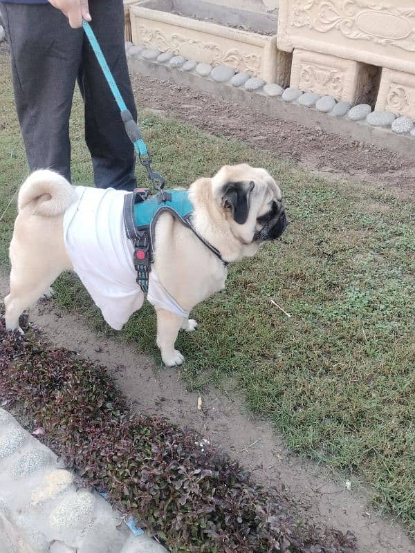 Healthy pug active friendly jack 0