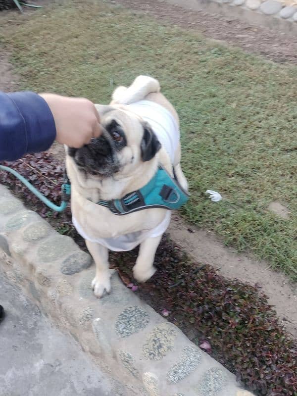 Healthy pug active friendly jack 1