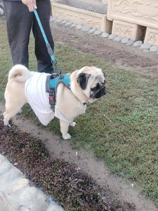 Healthy pug active friendly jack 2