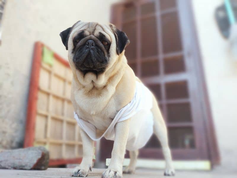 Healthy pug active friendly jack 3